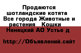 Продаются шотландские котята - Все города Животные и растения » Кошки   . Ненецкий АО,Устье д.